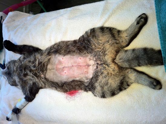 Katt på operasjonsbordet