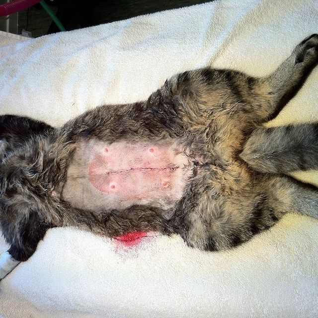 Katt på operasjonsbordet