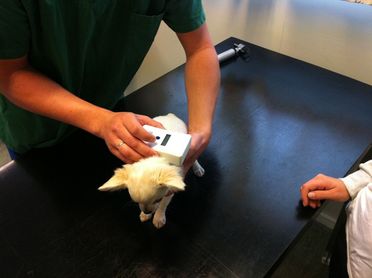 Id merking av liten hund