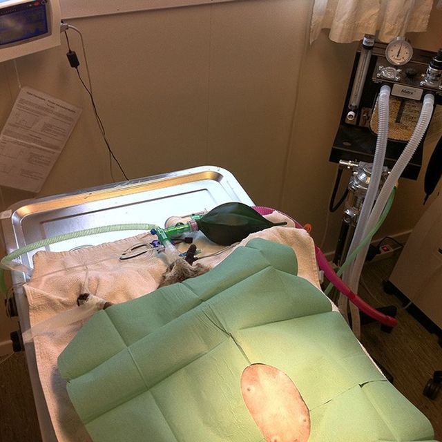 Katt på operasjonsbordet