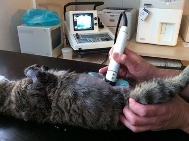 Ultralyd av katt