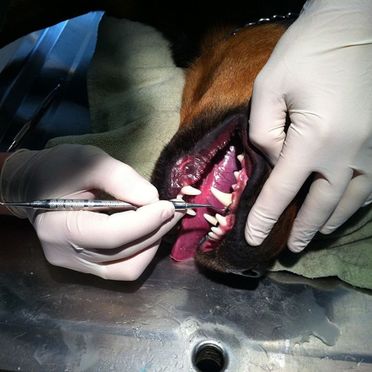 Tannbehandling på hund