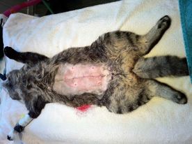 Katt på operasjonsbordet