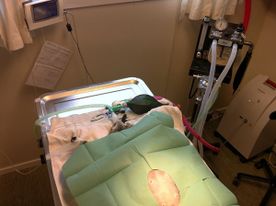 Katt på operasjonsbordet