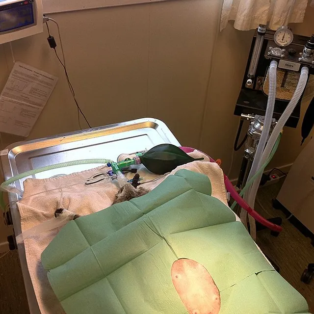 Katt på operasjonsbordet