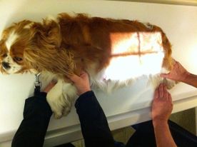 Ultralyd av hund