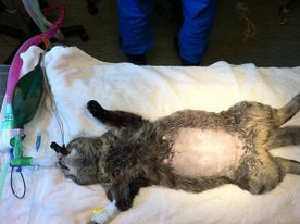 Katt på operasjonsbordet