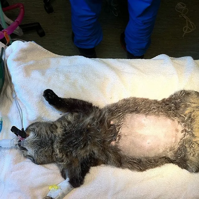 Katt på operasjonsbordet