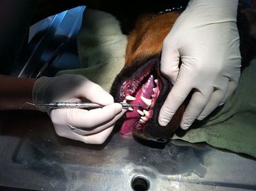 Tannbehandling på hund